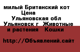 милый Британский кот › Цена ­ 1 000 - Ульяновская обл., Ульяновск г. Животные и растения » Кошки   